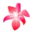 Салон Орхидея на мосту Декабристов  логотип